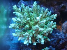 画像1: 【サンゴまとめ買い割引き10％〜20%OFF対象商品】 【サンゴ】【通販】ブリードミドリイシsp. (美カラー)（個体販売）（±11cm)No.8（生体）（サンゴ） (1)