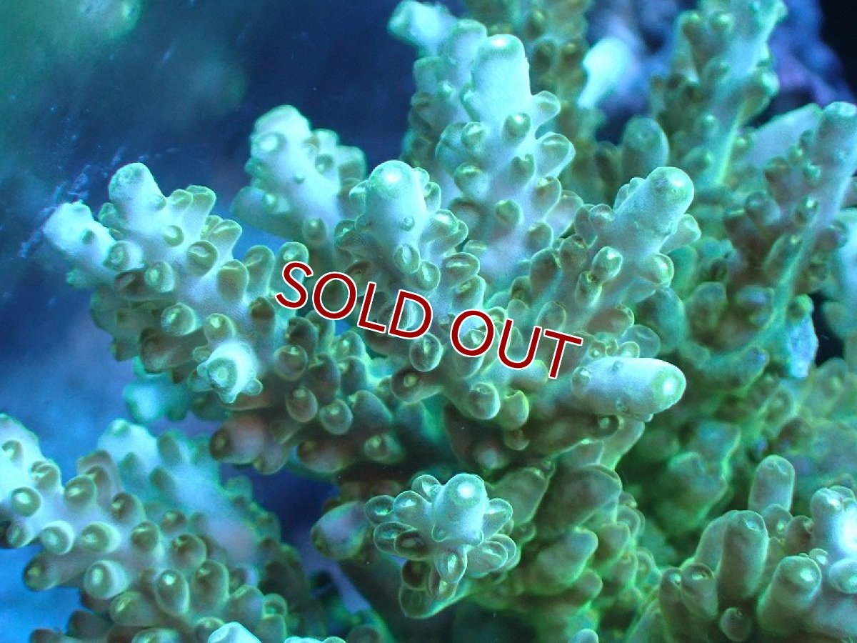 画像2: 【サンゴ】【通販】ブリードミドリイシsp. (美カラー)（個体販売）（±11cm)No.8（生体）（サンゴ） (2)