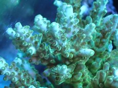 画像2: 【サンゴまとめ買い割引き10％〜20%OFF対象商品】 【サンゴ】【通販】ブリードミドリイシsp. (美カラー)（個体販売）（±11cm)No.8（生体）（サンゴ） (2)