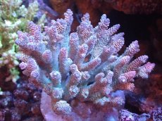 画像1: 【サンゴまとめ買い割引き10％〜20%OFF対象商品】 【サンゴ】【通販】ブリードミドリイシsp. (美カラー)（個体販売）（±11cm)No.9（生体）（サンゴ） (1)