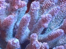 画像2: 【サンゴまとめ買い割引き10％〜20%OFF対象商品】 【サンゴ】【通販】ブリードミドリイシsp. (美カラー)（個体販売）（±11cm)No.9（生体）（サンゴ） (2)