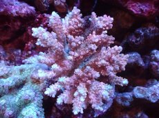 画像1: 【サンゴまとめ買い割引き10％〜20%OFF対象商品】 【サンゴ】【通販】ブリードミドリイシsp. (美カラー)（個体販売）（±11cm)No.10（生体）（サンゴ） (1)