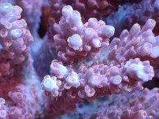 画像2: 【サンゴまとめ買い割引き10％〜20%OFF対象商品】 【サンゴ】【通販】ブリードミドリイシsp. (美カラー)（個体販売）（±11cm)No.10（生体）（サンゴ） (2)