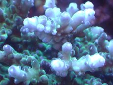 画像2: 【サンゴまとめ買い割引き10％〜20%OFF対象商品】 【サンゴ】【通販】ブリードミドリイシsp. (美カラー)（個体販売）（±11cm)No.11（生体）（サンゴ） (2)