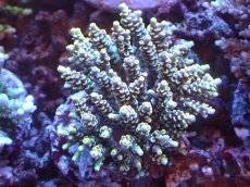 画像1: 【サンゴまとめ買い割引き10％〜20%OFF対象商品】 【サンゴ】【通販】ブリードミドリイシsp. (美カラー)（個体販売）（±9cm)No.12（生体）（サンゴ） (1)