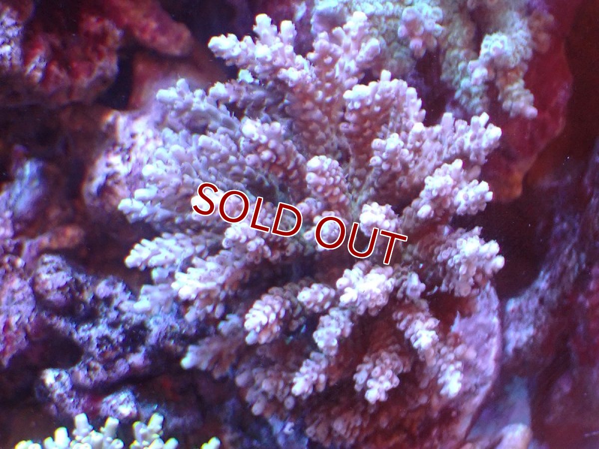 画像1: 【サンゴ】【通販】ブリードミドリイシsp. (美カラー)（個体販売）（±11cm)No.13（生体）（サンゴ） (1)