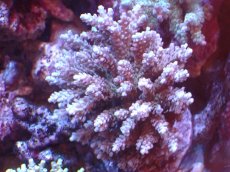 画像1: 【サンゴまとめ買い割引き10％〜20%OFF対象商品】 【サンゴ】【通販】ブリードミドリイシsp. (美カラー)（個体販売）（±11cm)No.13（生体）（サンゴ） (1)