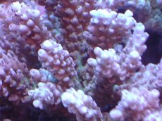 画像2: 【サンゴまとめ買い割引き10％〜20%OFF対象商品】 【サンゴ】【通販】ブリードミドリイシsp. (美カラー)（個体販売）（±11cm)No.13（生体）（サンゴ） (2)