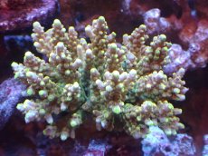 画像1: 【サンゴまとめ買い割引き10％〜20%OFF対象商品】 【サンゴ】【通販】ブリードミドリイシsp. (美カラー)（個体販売）（±11cm)No.14（生体）（サンゴ） (1)