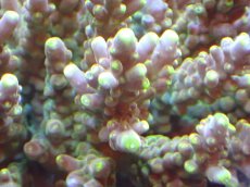 画像2: 【サンゴまとめ買い割引き10％〜20%OFF対象商品】 【サンゴ】【通販】ブリードミドリイシsp. (美カラー)（個体販売）（±11cm)No.14（生体）（サンゴ） (2)