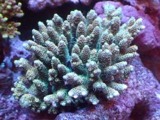 画像1: 【サンゴまとめ買い割引き10％〜20%OFF対象商品】 【サンゴ】【通販】ブリードミドリイシsp. (美カラー)（個体販売）（±11cm)No.15（生体）（サンゴ） (1)