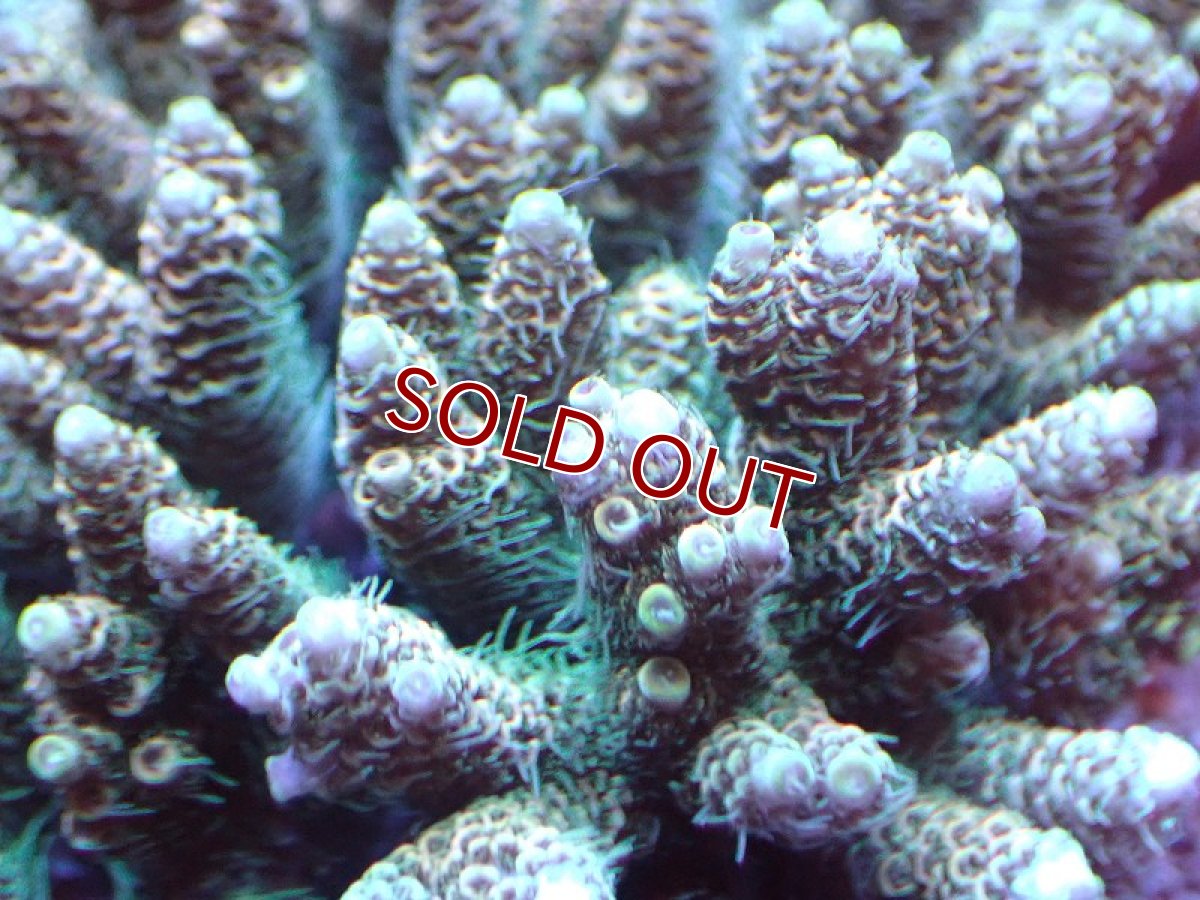 画像2: 【サンゴまとめ買い割り引き対象商品30周年セール】【サンゴ】【通販】ブリードミドリイシsp. (美カラー)（個体販売）（±11cm)No.15（生体）（サンゴ） (2)