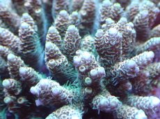 画像2: 【サンゴまとめ買い割引き10％〜20%OFF対象商品】 【サンゴ】【通販】ブリードミドリイシsp. (美カラー)（個体販売）（±11cm)No.15（生体）（サンゴ） (2)