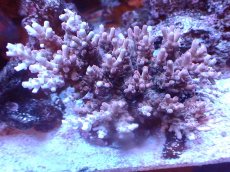 画像1: 【サンゴまとめ買い割引き10％〜20%OFF対象商品】 【サンゴ】【通販】ブリードミドリイシsp. (美カラー)（個体販売）（±11cm)No.16（生体）（サンゴ） (1)