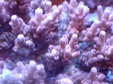 画像2: 【サンゴまとめ買い割引き10％〜20%OFF対象商品】 【サンゴ】【通販】ブリードミドリイシsp. (美カラー)（個体販売）（±11cm)No.16（生体）（サンゴ） (2)