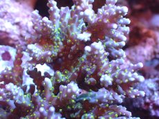 画像2: 【サンゴまとめ買い割引き10％〜20%OFF対象商品】 【サンゴ】【通販】ブリードミドリイシsp. (美カラー)（個体販売）（±11cm)No.17（生体）（サンゴ） (2)