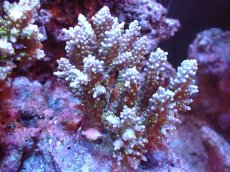 画像1: 【サンゴまとめ買い割引き10％〜20%OFF対象商品】 【サンゴ】【通販】ブリードミドリイシsp. (美カラー)（個体販売）（±11cm)No.18（生体）（サンゴ） (1)