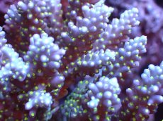 画像2: 【サンゴまとめ買い割引き10％〜20%OFF対象商品】 【サンゴ】【通販】ブリードミドリイシsp. (美カラー)（個体販売）（±11cm)No.18（生体）（サンゴ） (2)