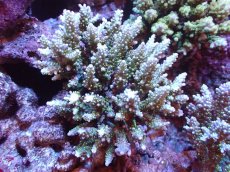 画像1: 【サンゴまとめ買い割引き10％〜20%OFF対象商品】 【サンゴ】【通販】ブリードミドリイシsp. (美カラー)（個体販売）（±13cm)No.19（生体）（サンゴ） (1)