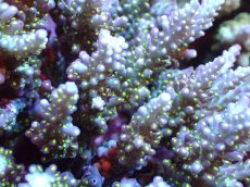 画像2: 【サンゴまとめ買い割引き10％〜20%OFF対象商品】 【サンゴ】【通販】ブリードミドリイシsp. (美カラー)（個体販売）（±13cm)No.19（生体）（サンゴ） (2)