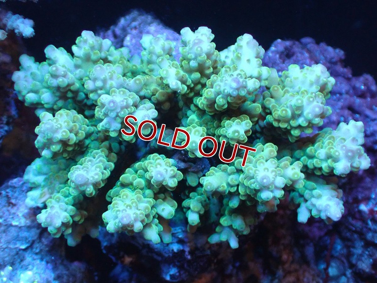 画像1: 【サンゴまとめ買い割り引き対象商品30周年セール】【サンゴ】【通販】ブリードミドリイシsp. (美カラー)（個体販売）（±11cm)No.20（生体）（サンゴ） (1)