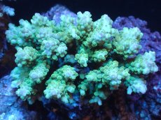 画像1: 【サンゴまとめ買い割引き10％〜20%OFF対象商品】 【サンゴ】【通販】ブリードミドリイシsp. (美カラー)（個体販売）（±11cm)No.20（生体）（サンゴ） (1)