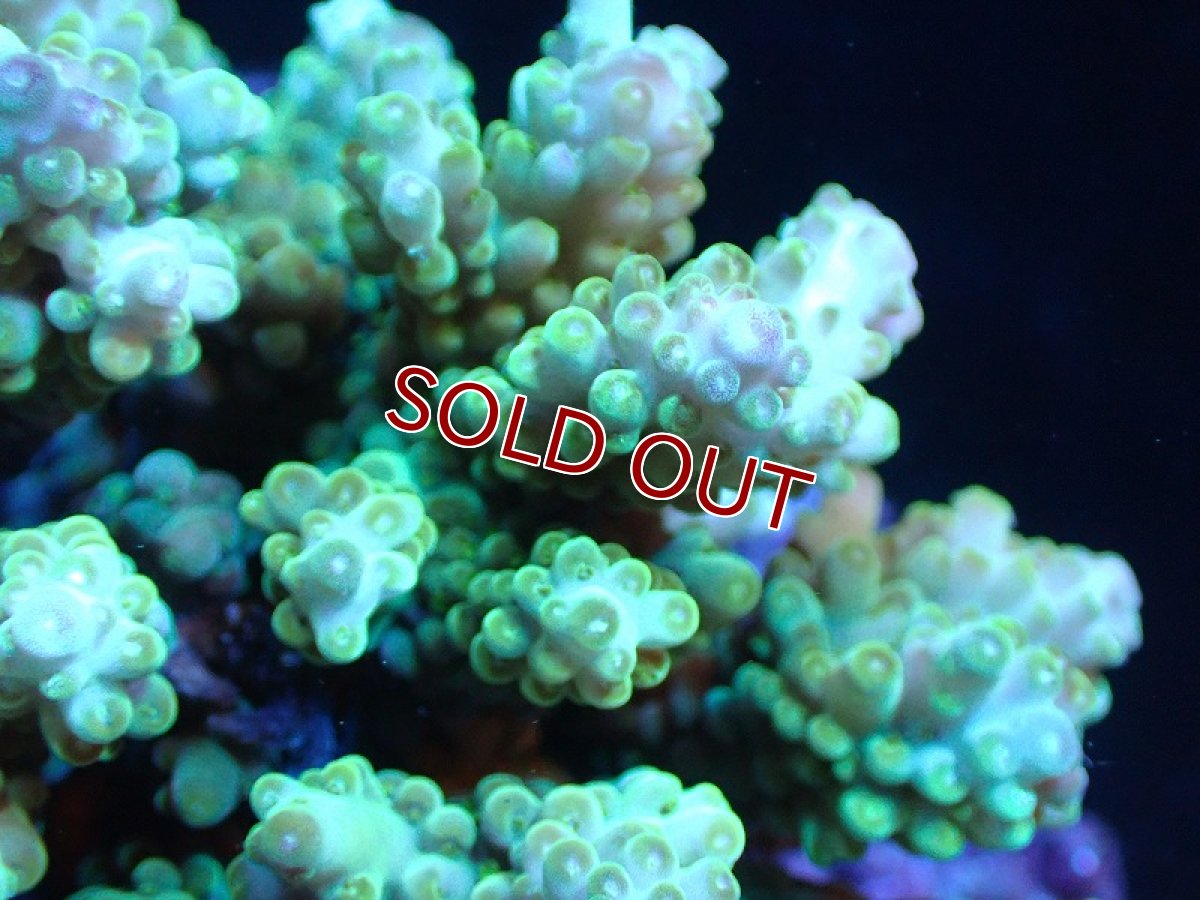 画像2: 【サンゴまとめ買い割り引き対象商品30周年セール】【サンゴ】【通販】ブリードミドリイシsp. (美カラー)（個体販売）（±11cm)No.20（生体）（サンゴ） (2)