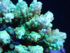 画像2: 【サンゴまとめ買い割引き10％〜20%OFF対象商品】 【サンゴ】【通販】ブリードミドリイシsp. (美カラー)（個体販売）（±11cm)No.20（生体）（サンゴ） (2)