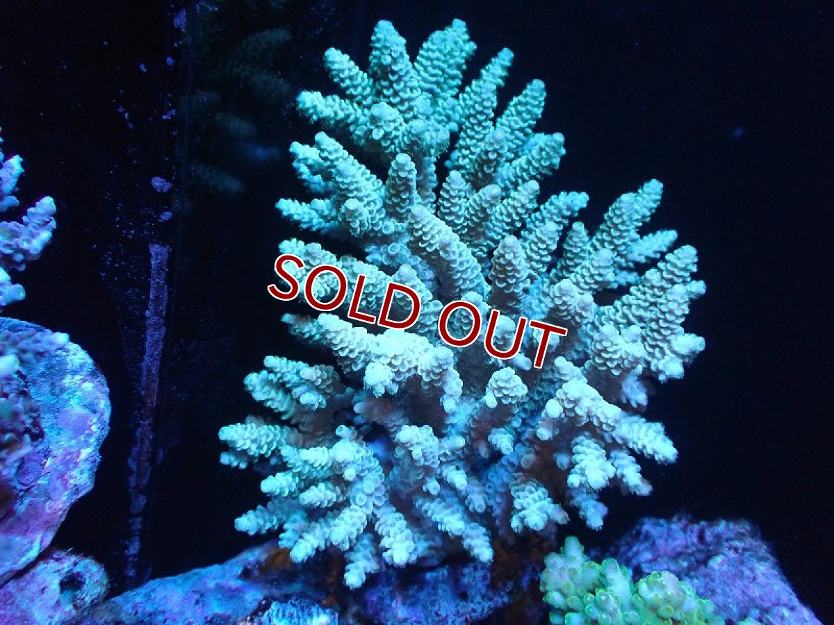 画像1: 【サンゴ】【通販】ブリードミドリイシsp. (美カラー)（個体販売）（±11cm)No.21（生体）（サンゴ） (1)