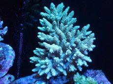 画像1: 【サンゴまとめ買い割引き10％〜20%OFF対象商品】 【サンゴ】【通販】ブリードミドリイシsp. (美カラー)（個体販売）（±11cm)No.21（生体）（サンゴ） (1)