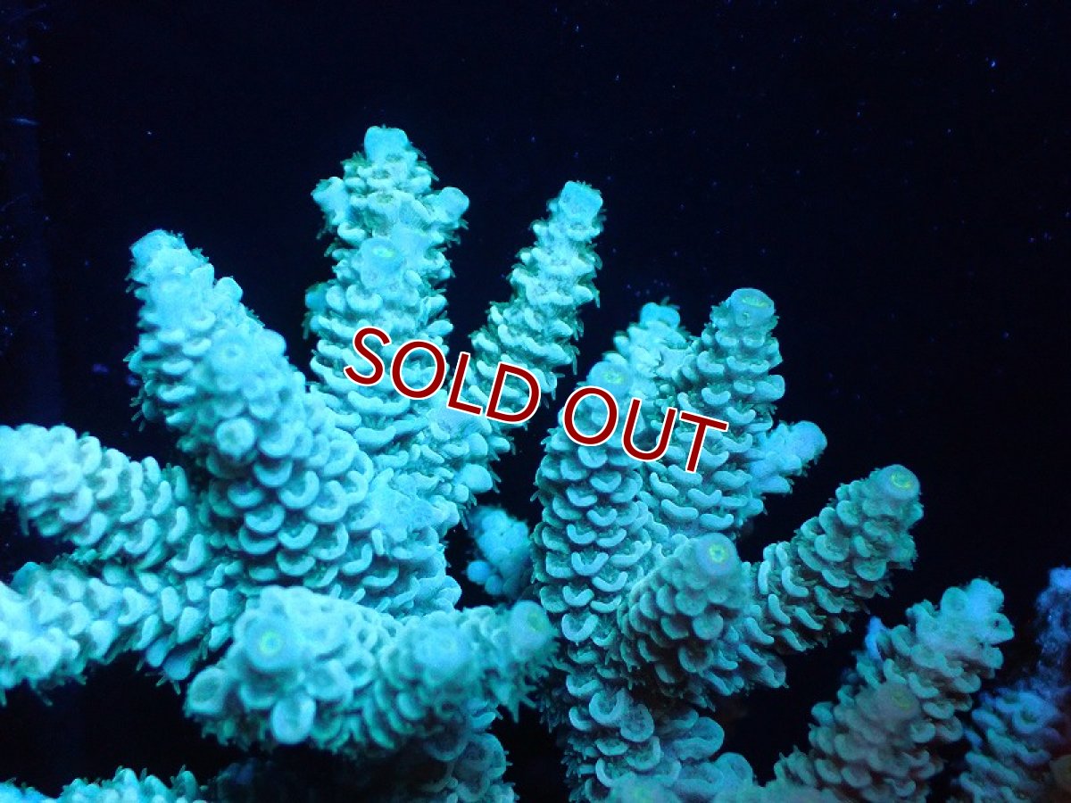 画像2: 【サンゴ】【通販】ブリードミドリイシsp. (美カラー)（個体販売）（±11cm)No.21（生体）（サンゴ） (2)