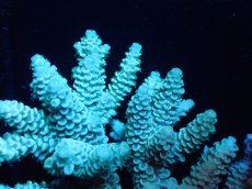 画像2: 【サンゴまとめ買い割引き10％〜20%OFF対象商品】 【サンゴ】【通販】ブリードミドリイシsp. (美カラー)（個体販売）（±11cm)No.21（生体）（サンゴ） (2)