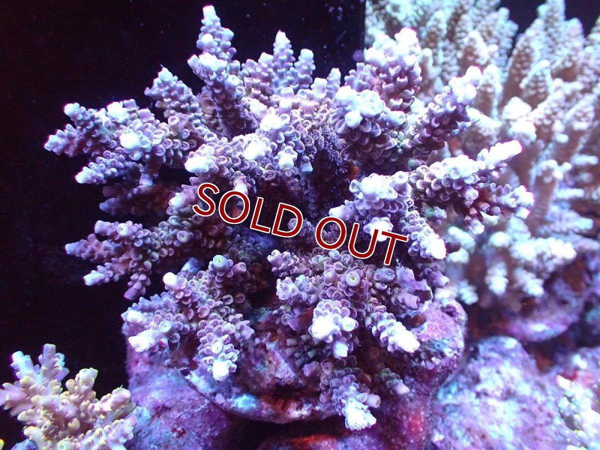 画像1: 【サンゴ】【通販】ブリードミドリイシsp. (美カラー)（個体販売）（±11cm)No.22（生体）（サンゴ） (1)