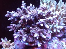 画像1: 【サンゴまとめ買い割引き10％〜20%OFF対象商品】 【サンゴ】【通販】ブリードミドリイシsp. (美カラー)（個体販売）（±11cm)No.22（生体）（サンゴ） (1)