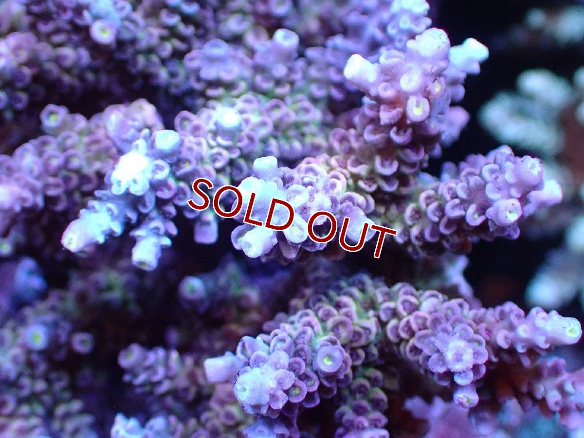 画像2: 【サンゴ】【通販】ブリードミドリイシsp. (美カラー)（個体販売）（±11cm)No.22（生体）（サンゴ） (2)