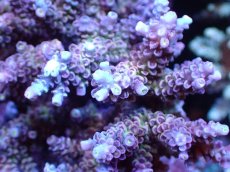 画像2: 【サンゴまとめ買い割引き10％〜20%OFF対象商品】 【サンゴ】【通販】ブリードミドリイシsp. (美カラー)（個体販売）（±11cm)No.22（生体）（サンゴ） (2)