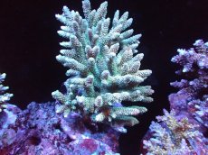 画像1: 【サンゴまとめ買い割引き10％〜20%OFF対象商品】 【サンゴ】【通販】ブリードミドリイシsp. (美カラー)（個体販売）（±11cm)No.23（生体）（サンゴ） (1)