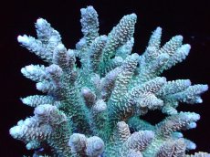 画像2: 【サンゴまとめ買い割引き10％〜20%OFF対象商品】 【サンゴ】【通販】ブリードミドリイシsp. (美カラー)（個体販売）（±11cm)No.23（生体）（サンゴ） (2)