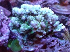 画像1: 【サンゴまとめ買い割引き10％〜20%OFF対象商品】 【サンゴ】【通販】ブリードミドリイシsp. (美カラー)（個体販売）（±11cm)No.24（生体）（サンゴ） (1)