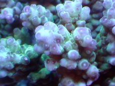 画像2: 【サンゴまとめ買い割引き10％〜20%OFF対象商品】 【サンゴ】【通販】ブリードミドリイシsp. (美カラー)（個体販売）（±11cm)No.24（生体）（サンゴ） (2)