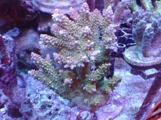 画像1: 【サンゴまとめ買い割引き10％〜20%OFF対象商品】 【サンゴ】【通販】ブリードミドリイシsp. (美カラー)（個体販売）（±11cm)No.25（生体）（サンゴ） (1)