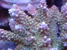 画像2: 【サンゴまとめ買い割引き10％〜20%OFF対象商品】 【サンゴ】【通販】ブリードミドリイシsp. (美カラー)（個体販売）（±11cm)No.25（生体）（サンゴ） (2)