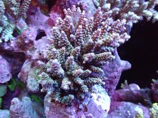 画像1: 【サンゴまとめ買い割引き10％〜20%OFF対象商品】 【サンゴ】【通販】ブリードミドリイシsp. (美カラー)（個体販売）（±11cm)No.26（生体）（サンゴ） (1)