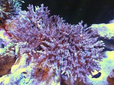 画像1: 【サンゴ】【通販】八重山ミドリイシ（ツツ系/ライトパープル)（個体販売）（±17x15cm)No.7（生体）（サンゴ） (1)