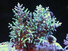 画像1: 【サンゴ】【通販】八重山ミドリイシ（ツツ系/Green)（個体販売）（±12x11cm)No.9（生体）（サンゴ） (1)