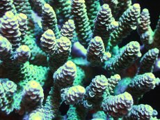 画像2: 【サンゴ】【通販】八重山ミドリイシ（ハイマツ/Green)（個体販売）（±11x11cm)No.10（生体）（サンゴ） (2)