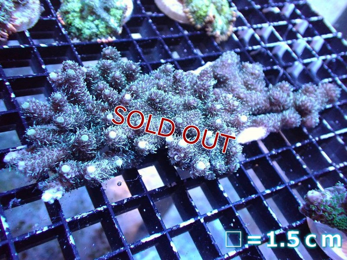 画像1: 【サンゴ】【通販】ミドリイシsp. (Green)Mサイズ（個体販売）No.9（生体）（サンゴ） (1)