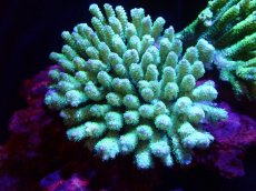 画像1: 【ボーナスセール対象個体　サンゴまとめ買い割り対象商品】 【サンゴ】【通販】Wildミドリイシsp. (美カラー)（個体販売）（±13x12cm)No.1（生体）（サンゴ） (1)