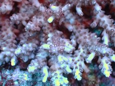 画像2: 【ボーナスセール対象個体　サンゴまとめ買い割り対象商品】 【サンゴ】【通販】Wildミドリイシsp. (Loripes）（個体販売）（±14x13cm)No.8（生体）（サンゴ） (2)