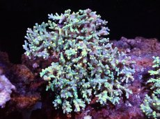画像1: 【オータムセールサンゴまとめ買いセール対象商品】 【サンゴ】【通販】Wildミドリイシsp.(スペシオーサ）MLサイズ（個体販売）（±15x13cm)No.1（生体）（サンゴ） (1)